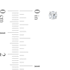 Thumbnail Image 2 of 3/8 CT. T.W. Diamond Solitaire Stud Earrings in 14K White Gold (J/I1)