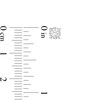Thumbnail Image 4 of 1/2 CT. T.W. Diamond Hidden Accent Solitaire Stud Earrings in 10K White Gold