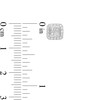 Thumbnail Image 3 of 1/2 CT. T.W. Quad Princess-Cut Diamond Cushion Frame Stud Earrings in 10K White Gold