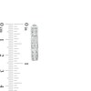 Thumbnail Image 3 of 2 CT. T.W. Diamond Channel Eight Stone Hoop Earrings in 14K White Gold