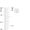 Thumbnail Image 3 of 2 CT. T.W. Certified Lab-Grown Diamond Solitaire Hidden Frame Stud Earrings in 10K White Gold (I/I1)