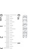 Thumbnail Image 3 of 2 CT. T.W. Diamond Six Stone Hoop Earrings in 14K White Gold