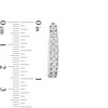 Thumbnail Image 3 of 1/4 CT. T.W. Diamond Oval Hoop Earrings in Sterling Silver