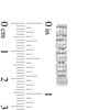 Thumbnail Image 3 of 5/8 CT. T.W. Princess-Shaped Multi-Diamond Five Stone Hoop Earrings in 10K White Gold