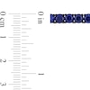 Thumbnail Image 3 of Blue Lab-Created Sapphire Tennis Bracelet in Sterling Silver with Black Rhodium - 9.0"