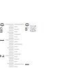 Thumbnail Image 4 of 1 CT. T.W. Certified Lab-Grown Diamond Solitaire Pendant and Stud Earrings Set in 14K Gold (F/VS2)
