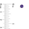 Thumbnail Image 3 of 5.0mm Amethyst Solitaire Martini Stud Earrings in 10K Gold