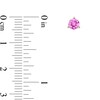 Thumbnail Image 3 of 5.0mm Pink Lab-Created Sapphire Solitaire Martini Stud Earrings in 10K Gold