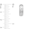 Thumbnail Image 2 of 14.0mm Diamond-Cut Hoop Earrings in Semi-Solid 10K White Gold
