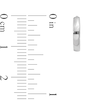 Thumbnail Image 2 of 11.0mm Huggie Hoop Earrings in Solid 14K White Gold