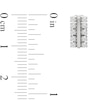 Thumbnail Image 3 of 1/6 CT. T.W. Lab-Grown Diamond Double Row Stud Earrings in Sterling Silver