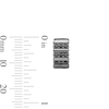 Thumbnail Image 2 of 1/4 CT. T.W. Black Diamond Huggie Hoop Earrings in Grey Ion-Plated Sterling Silver (