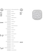 Thumbnail Image 2 of 1/2 CT. T.W. Certified Lab-Grown Multi-Diamond Cushion Frame Stud Earrings in 10K Gold (F/SI2)