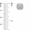 Thumbnail Image 2 of Previously Owned - 1 CT. T.W. Princess-Cut Diamond Double Frame Stud Earrings in 10K White Gold