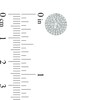 Thumbnail Image 2 of Previously Owned - 1/2 CT. T.W. Diamond Composite Frame Stud Earrings in 10K White Gold