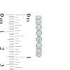 Thumbnail Image 2 of Previously Owned - 1 CT. T.W. Diamond Hoop Earrings in 10K White Gold